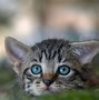 Image result for Black and Brown Tabby Cat