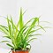 Image result for Do Spider Plants Flower