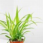 Image result for Wedding Spider-Plant