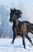 Image result for Riding Fast Horse with Sombraro On