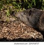 Image result for Pig Front Profile