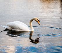 Image result for Swan Lake NV Beach