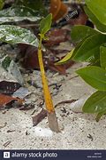 Image result for Mangrove Seed Dispersal