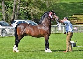 Image result for Welsh Cob Head