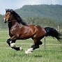 Image result for Welsh Cob Hoof