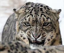 Image result for Leopard Roar