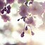 Image result for Cherry Blossom Flower