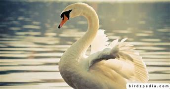 Image result for Roast Swan