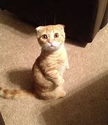 Image result for Scottish Fold Munchkin