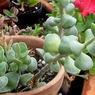 Image result for Adromischus Cactus