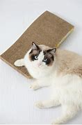 Image result for Cat Scratching Pads