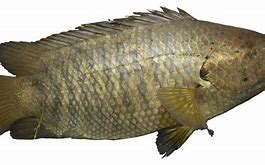 Image result for Ikan Tepekong