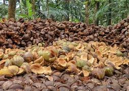 Image result for Coconut Cultivation in Assam