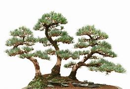 Image result for Pine Tree Forest Bonsai