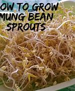 Image result for Grow Mung Bean Sprouts at Home