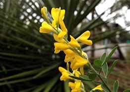 Image result for Spanish Broom