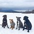 Image result for Fairy Tale Dog