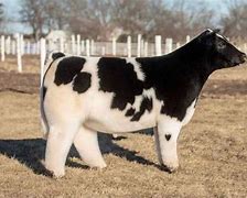 Image result for Shampoo Cow