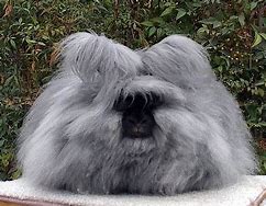 Image result for Angora Rabbit