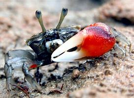 Image result for Fiddler Crab Larva