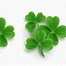 Image result for Clover Leaf Cartoon