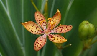 Image result for Orange Stargazer Lily