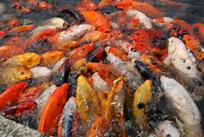 Image result for Wild Koi