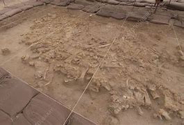 Image result for Archaeological Human Bones