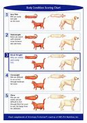 Image result for Cat Body Condition