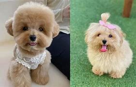 Image result for Cute Poodle Mixes