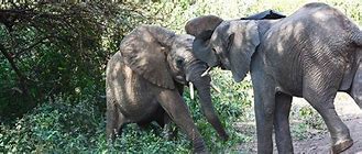 Image result for Baby Elephant Tusks