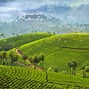 Image result for Tea Plantations Japan