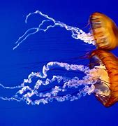 Image result for Animales Ocean