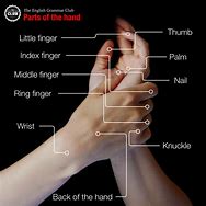 Image result for Back of Hand Name