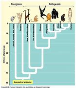 Image result for Chimp Taxonomy