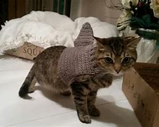 Image result for Shark with Cat Face