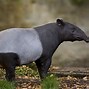 Image result for Malayan Tapir Running