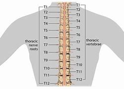 Image result for Thoracic Spinal Nerves Chart