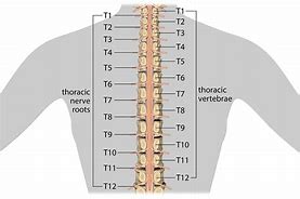 Image result for Thoracic Spinal Nerves