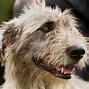 Image result for Irish Wolfhound