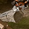 Image result for Stihl Chainsaws for Sale MS 291