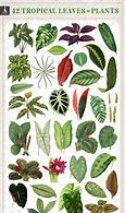 Image result for Rough Foliage