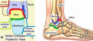 Image result for Joint Surfaces Ankle