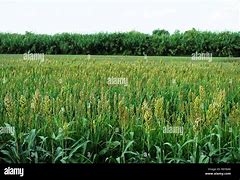 Image result for Millet Field