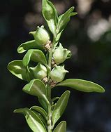 Image result for Boxwood Buxus Sempervirens