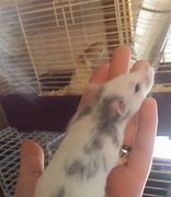 Image result for Dalmation Rat