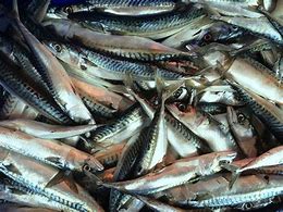 Image result for Frozen Mackerel