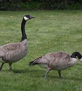 Image result for Branta Goose