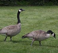 Image result for Branta