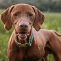 Image result for Vizsla Hawks